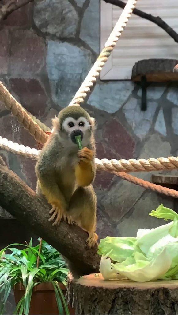 В Ленинградском зоопарке сообщили об обезьянке-воришке