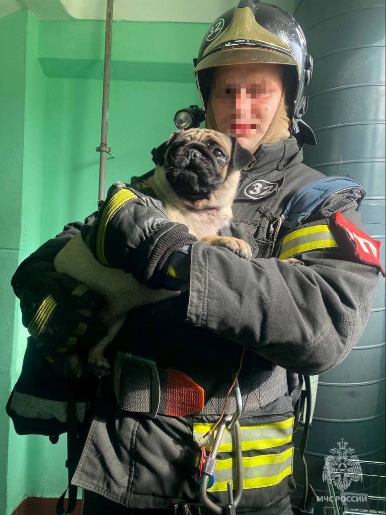 Пожарные вытащили мопса из огня в Москве