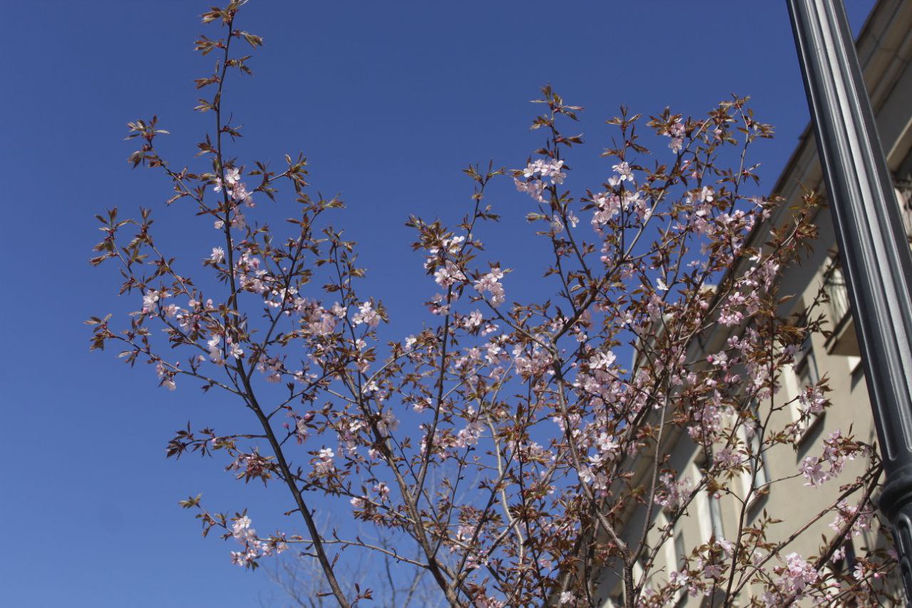 Петербуржцам раскрыли, где можно посмотреть на сакуру без очередей