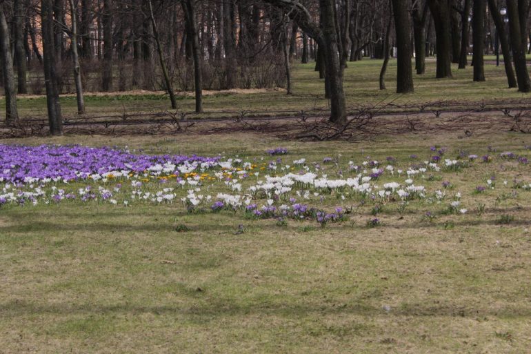 Ковер из крокусов расцвел в Михайловском саду