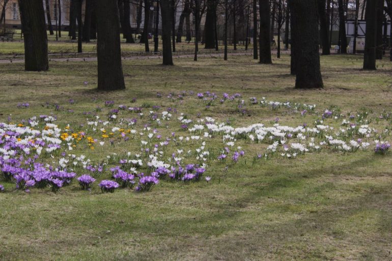 Ковер из крокусов расцвел в Михайловском саду