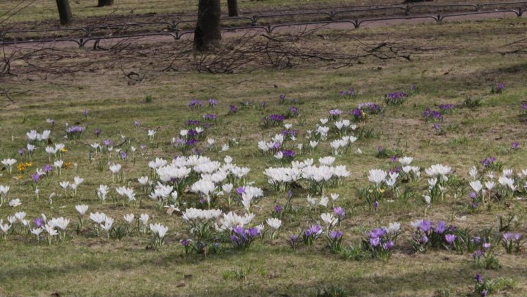 Ковер из крокусов расцвел в Михайловском саду