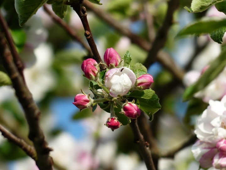 Как и чем обработать яблони весной от вредителей и болезней