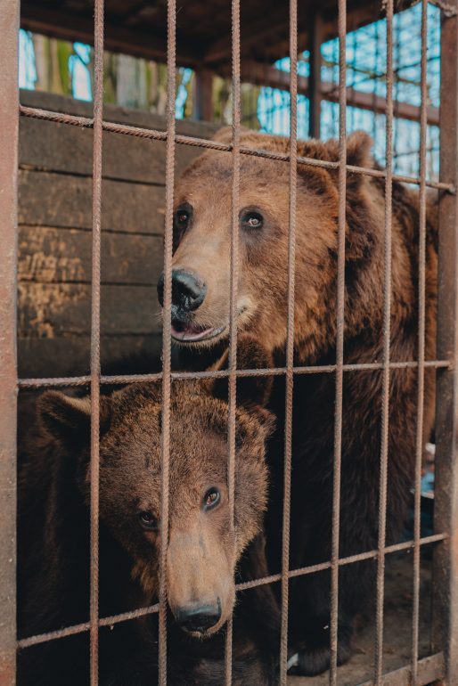 Партия «Новые люди» открыла штаб зоозащитного движения в Санкт-Петербурге