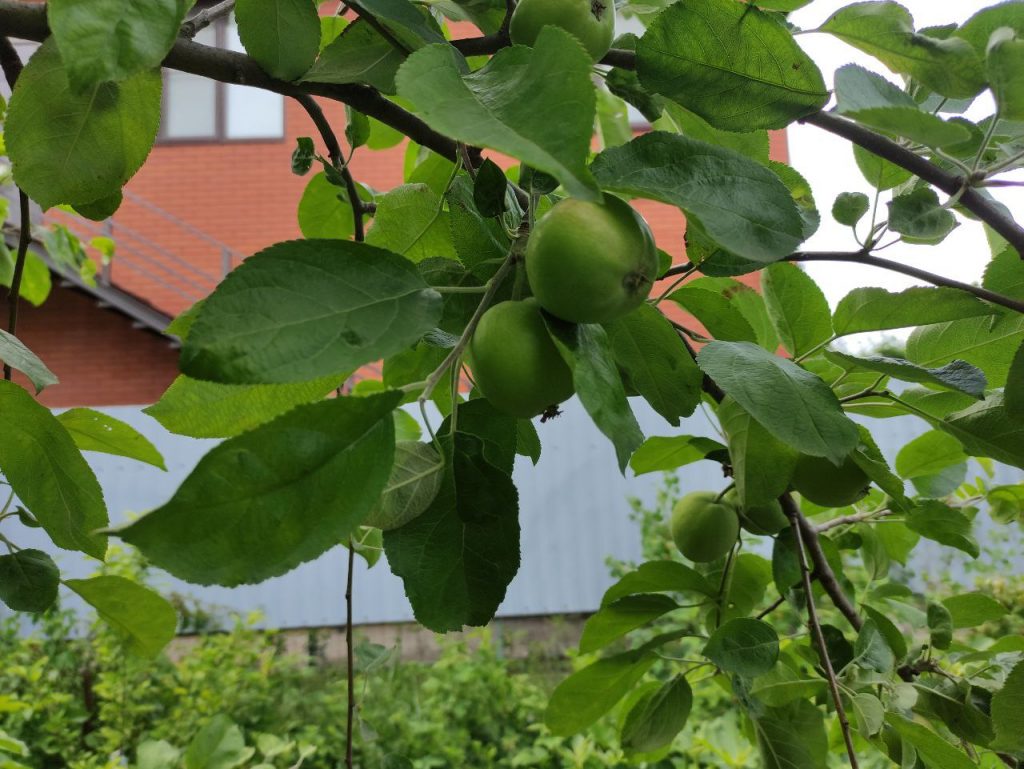 Идеальные условия для роста яблони, лучшие и худшие «соседи» для дерева