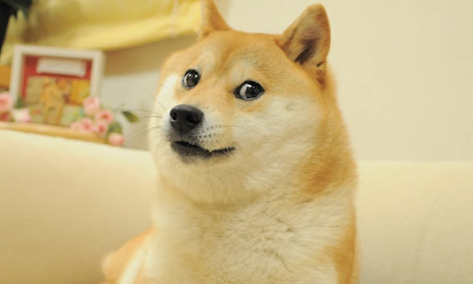 В Японии умерла ставшая мемом собака Кабосу