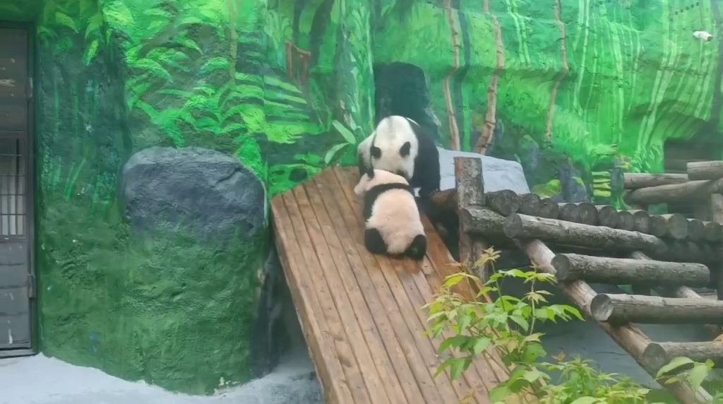 В Московском зоопарке раскрыли вес панды Катюши