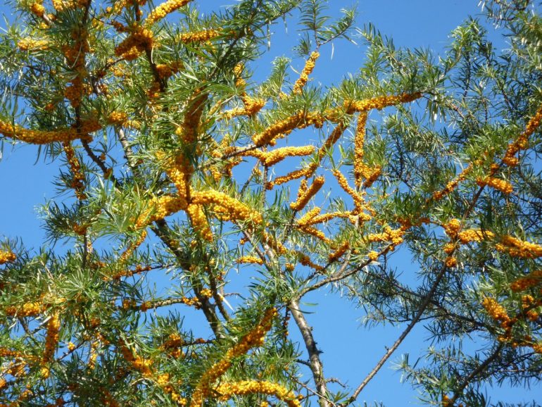 Брусника, облепиха, клюква, калина. Полезные свойства осенних ягод для здоровья зимой