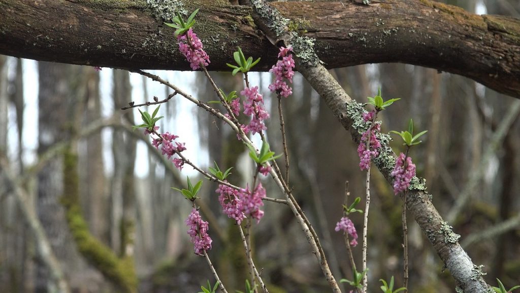 В лесах Ленобласти цветет ядовитая антисакура &#8212; Волчье лыко