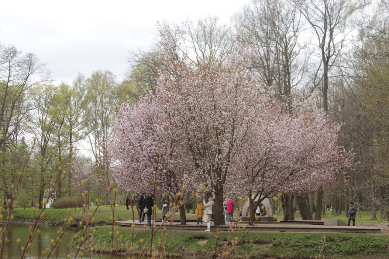 Петербуржцам раскрыли, где можно посмотреть на сакуру без очередей