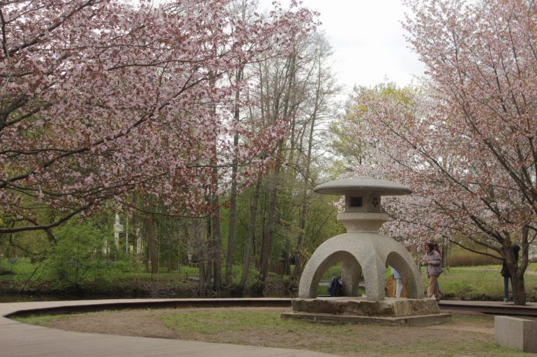 Веселая белка мешает созерцать в тишине красоту сакуры у Газпром Арены