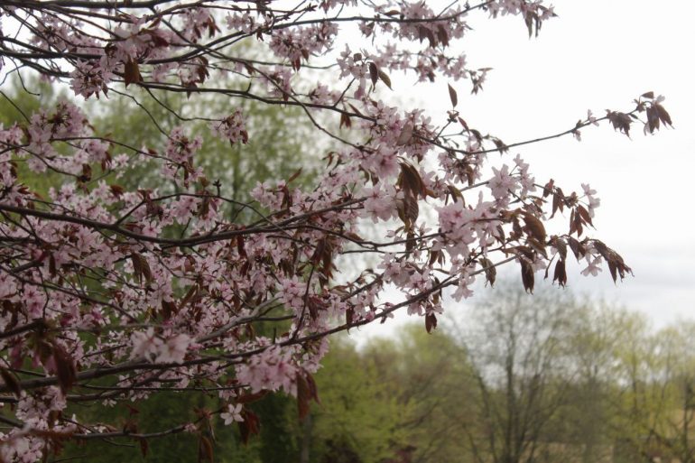 Веселая белка мешает созерцать в тишине красоту сакуры у Газпром Арены
