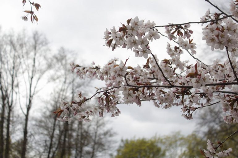 Веселая белка мешает созерцать в тишине красоту сакуры у Газпром Арены