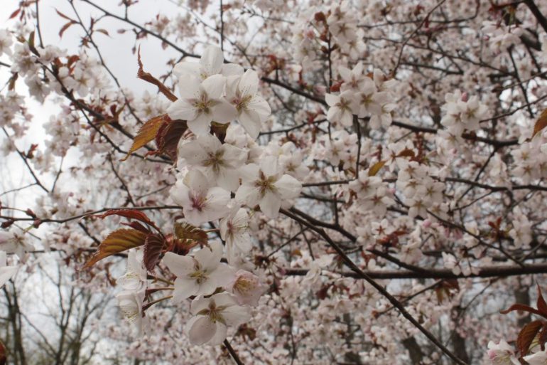 Веселая белка мешает созерцать в тишине красоту сакуры у Газпром Арены