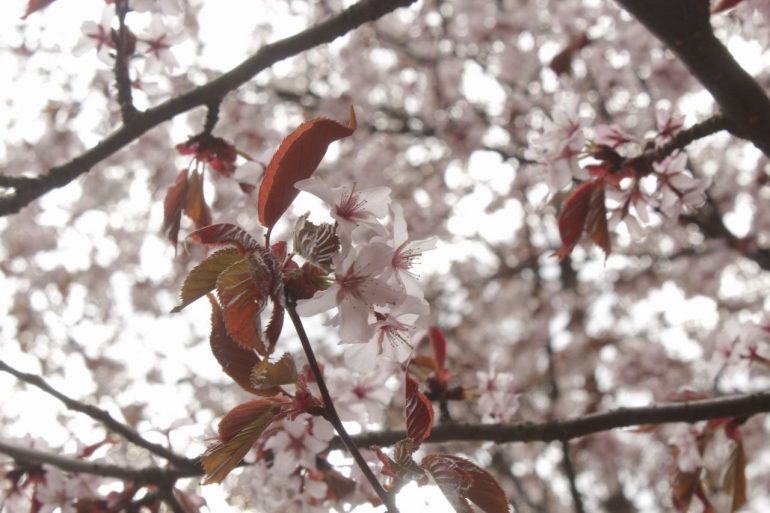 Веселая белка мешает созерцать в тишине красоту сакуры у Газпром Арены