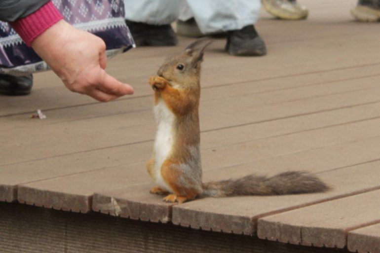 Веселая белка мешает созерцать в тишине красоту сакуры у Газпром Арены