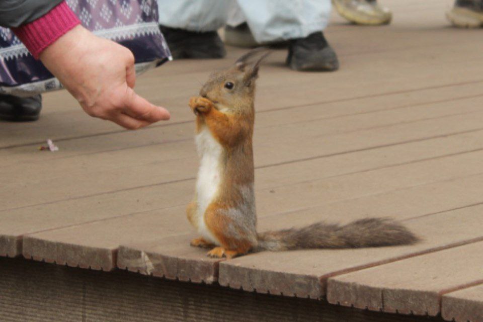 Петербуржцам раскрыли, где можно посмотреть на сакуру без очередей