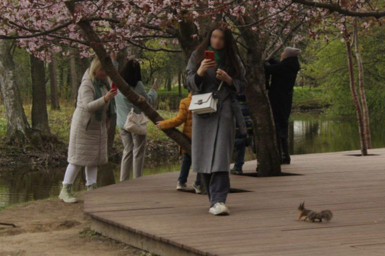 Веселая белка мешает созерцать в тишине красоту сакуры у Газпром Арены