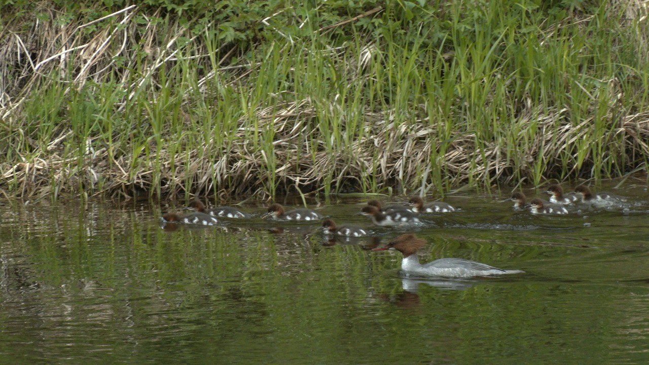 На реке Оредеж заметили маму-крохаля с 11 утят