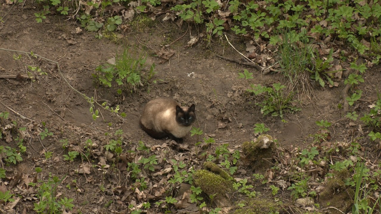 На реке Оредеж заметили маму-крохаля с 11 утят