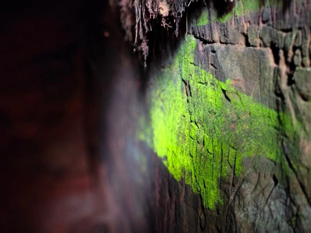«Золото гоблинов» нашли в пещере под Гатчиной