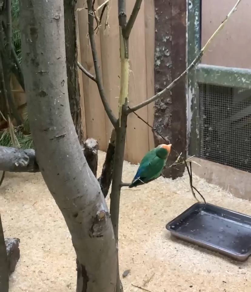 В Ленинградском зоопарке рассказали о розовощеких неразлучниках