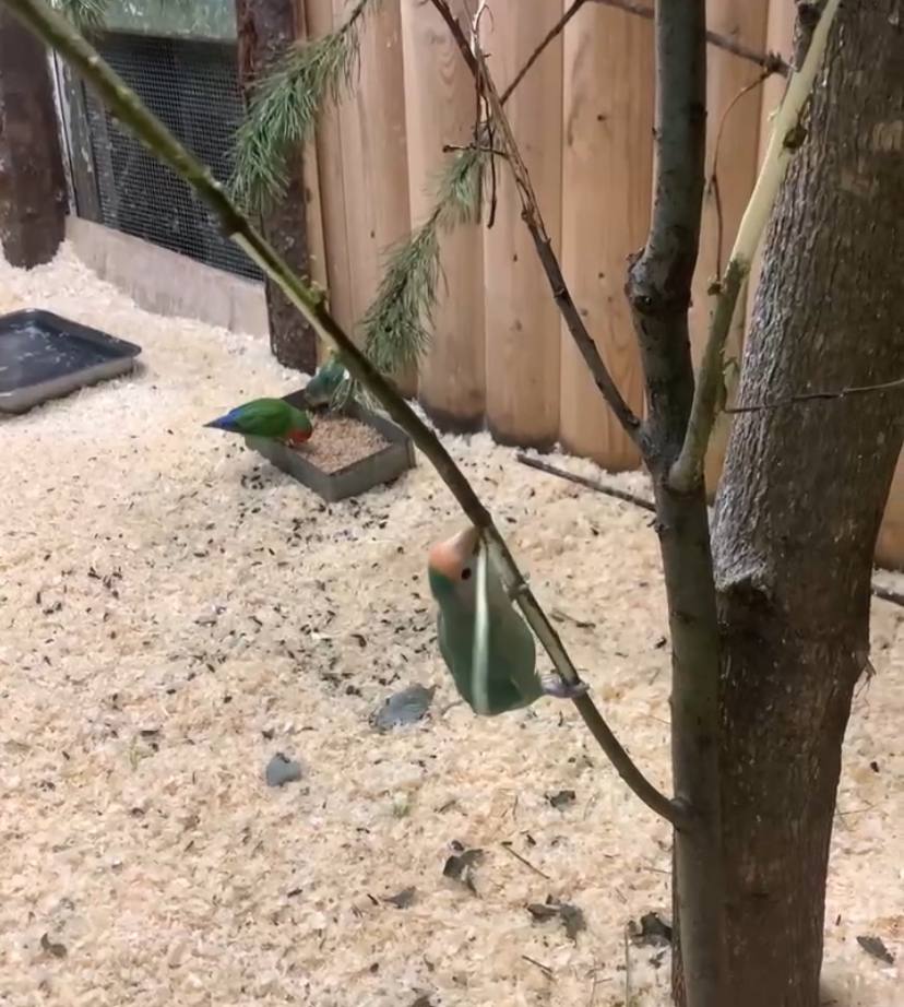 В Ленинградском зоопарке рассказали о розовощеких неразлучниках