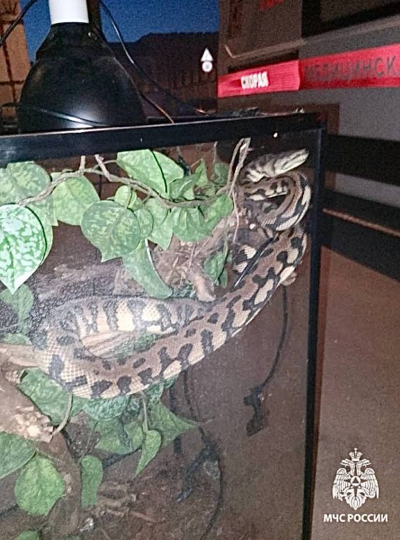 Спящего питона спасли из горящего здания в Москве
