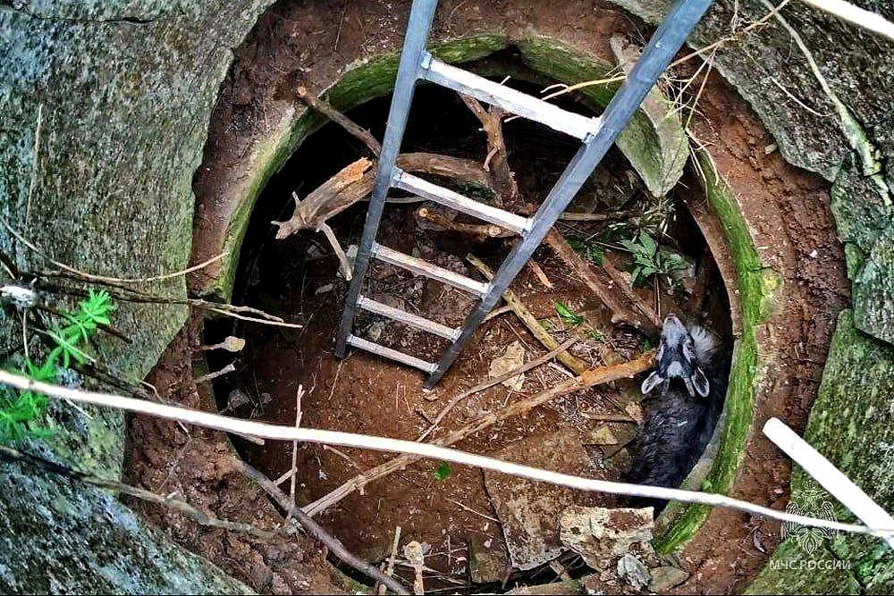 Сотрудники МЧС спасли козла в ДНР