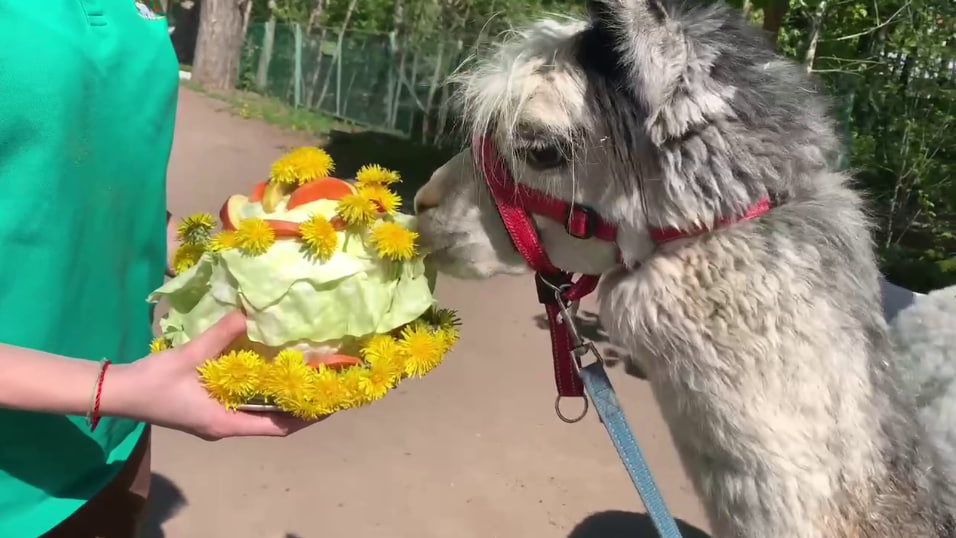 В Ленинградском зоопарке альпаке Шарлотке подарили торт из одуванчиков