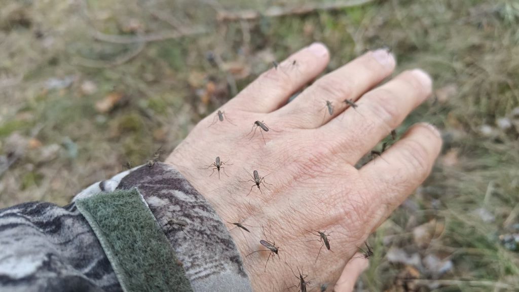 В Петербурге и Ленобласти комары открыли охоту на людей