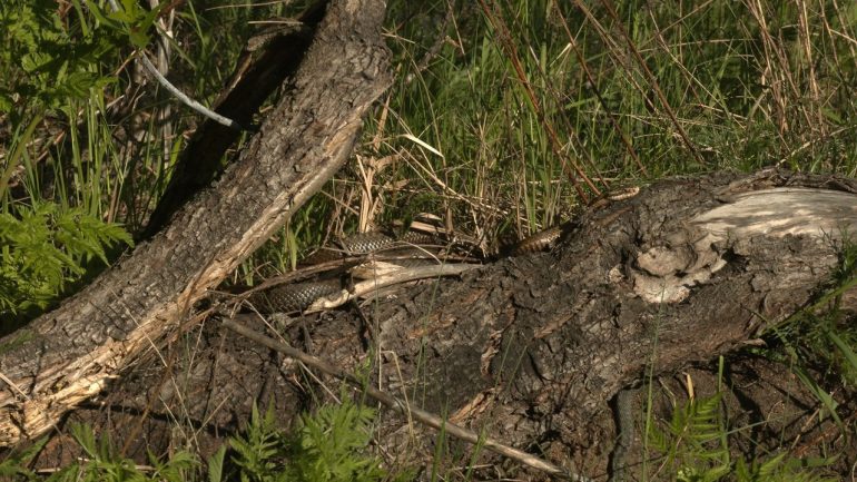 Глазков показал гадюк в брачный период во Всеволожском районе