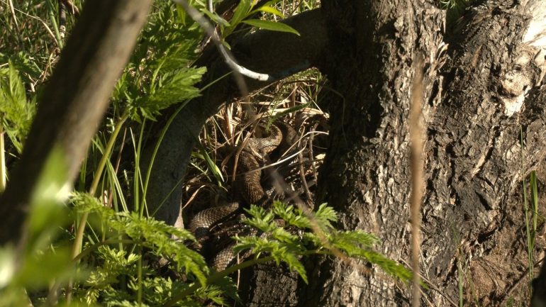 Глазков показал гадюк в брачный период во Всеволожском районе