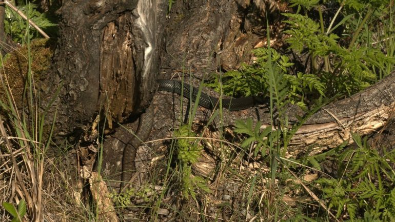 Глазков показал гадюк в брачный период во Всеволожском районе