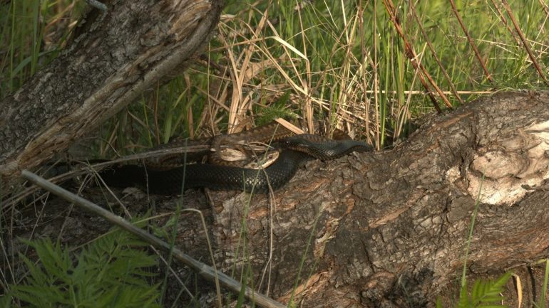 Глазков показал гадюк в брачный период во Всеволожском районе