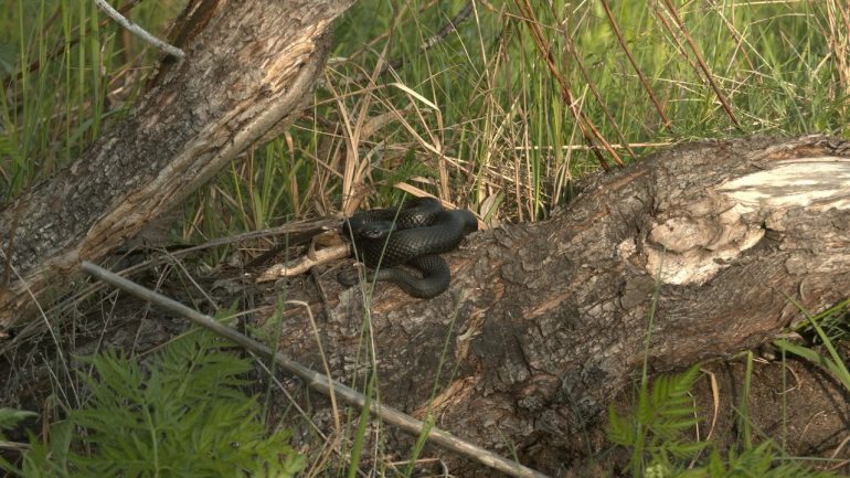 Глазков показал гадюк в брачный период во Всеволожском районе