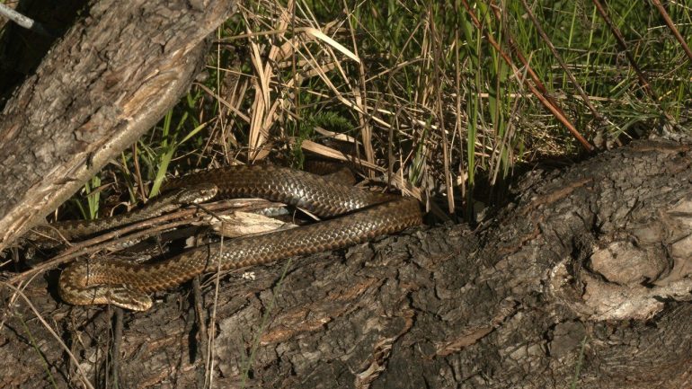 Глазков показал гадюк в брачный период во Всеволожском районе