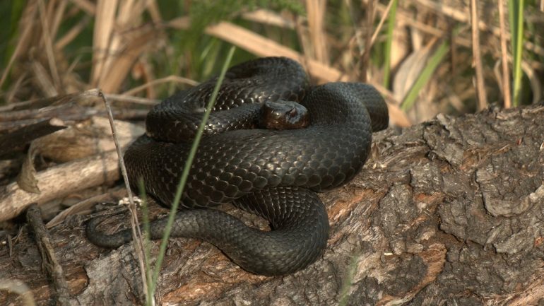 Глазков показал гадюк в брачный период во Всеволожском районе
