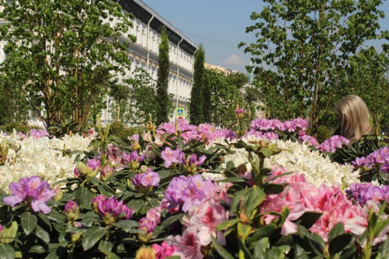 Липовый сад на Синем мосту у Мариинского дворца открылся