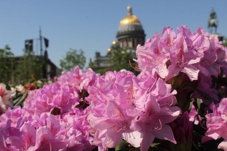 Липовый сад на Синем мосту у Мариинского дворца открылся