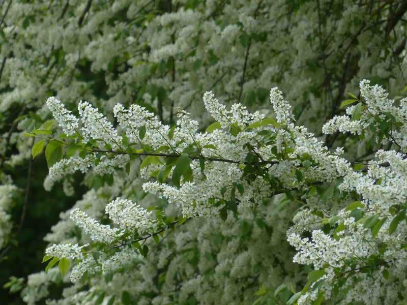 Народные приметы на май: цветение черемухи и одуванчиков, пение птиц