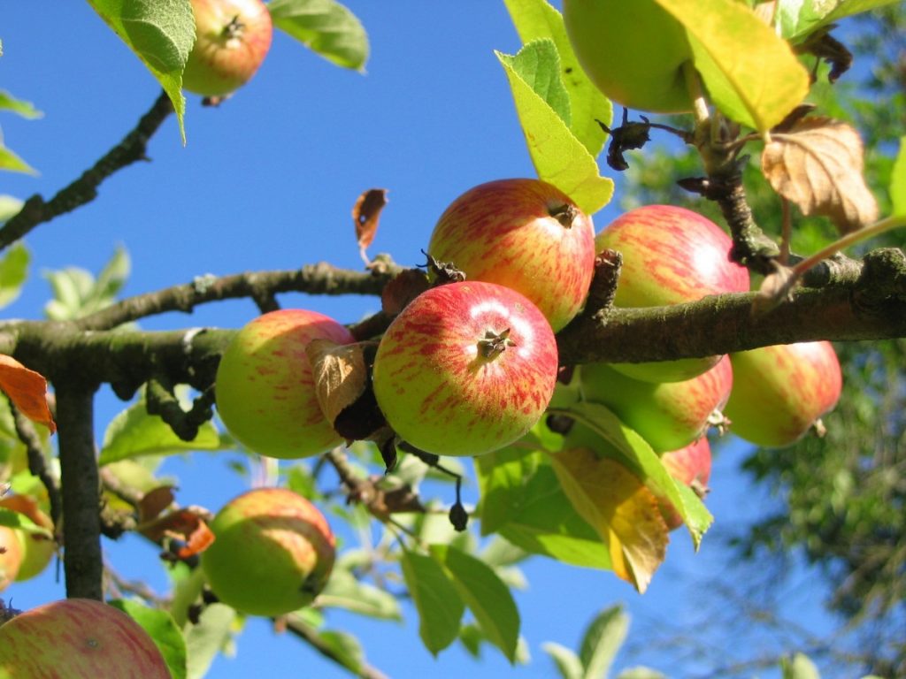Производители яблок в РФ потеряли из-за заморозков до половины урожая