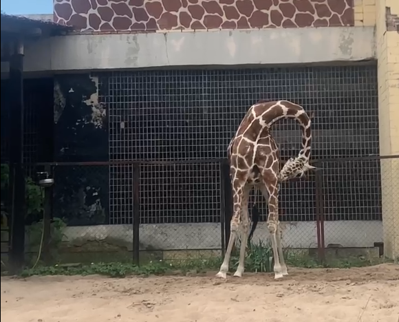 Жирафа Соня показала гостям Ленинградского зоопарка гибкость своей шеи