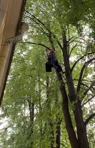 В Петергофе с верхушки 17-метрового дерева спасли напуганную кошку