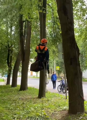 В Петергофе с верхушки 17-метрового дерева спасли напуганную кошку