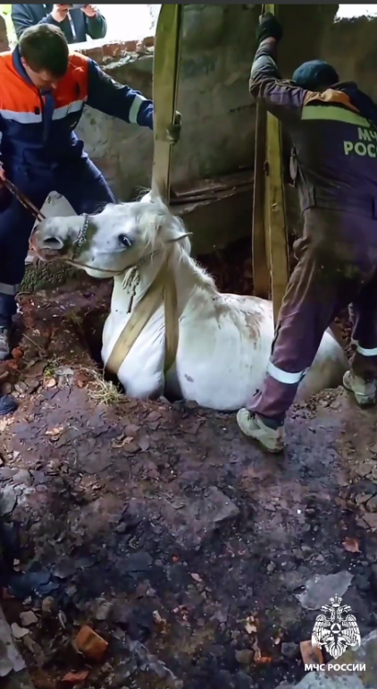 В Приморье спасли лошадь, которая два дня стояла в метровой яме