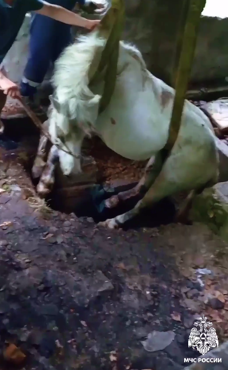 В Приморье спасли лошадь, которая два дня стояла в метровой яме