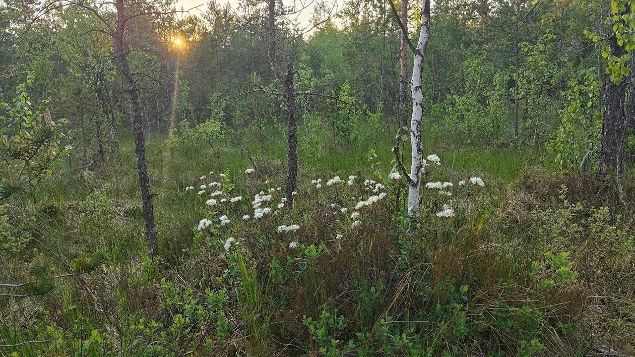 На болотах Ленобласти расцвел Багульник с ядовитым ароматом - Мойка78.ру﻿  Новости СПб