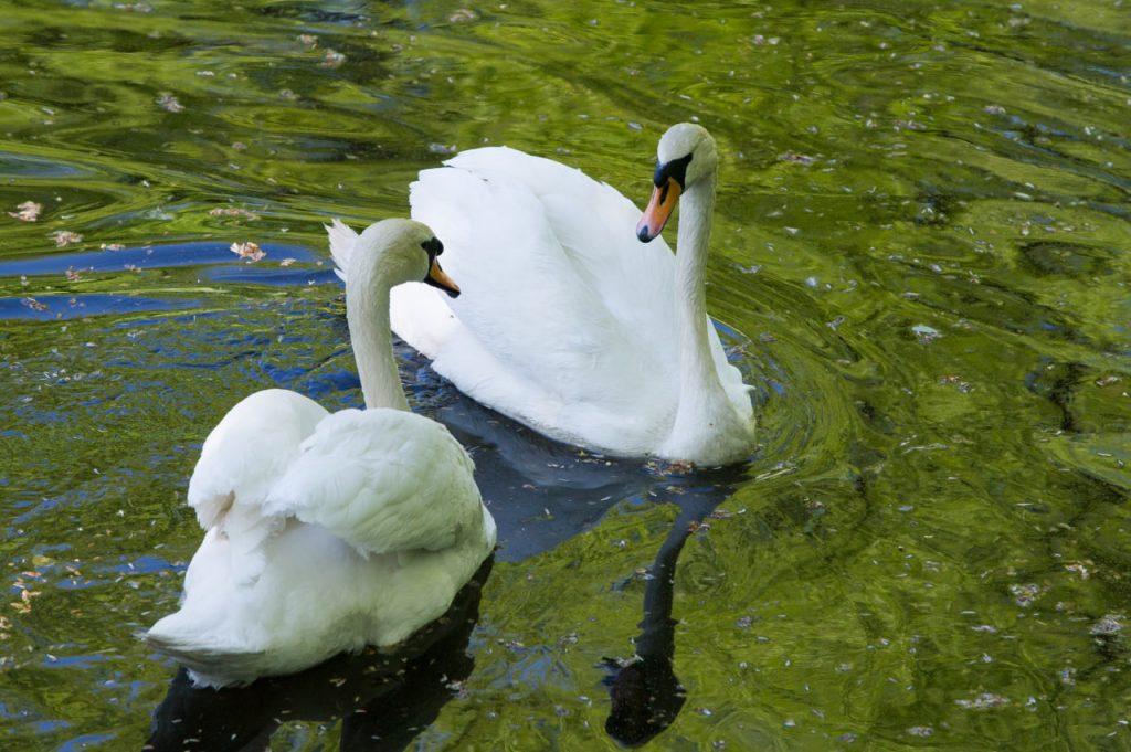 Лебеди Елисей и Любава вернулись в Карпиев пруд Летнего сада