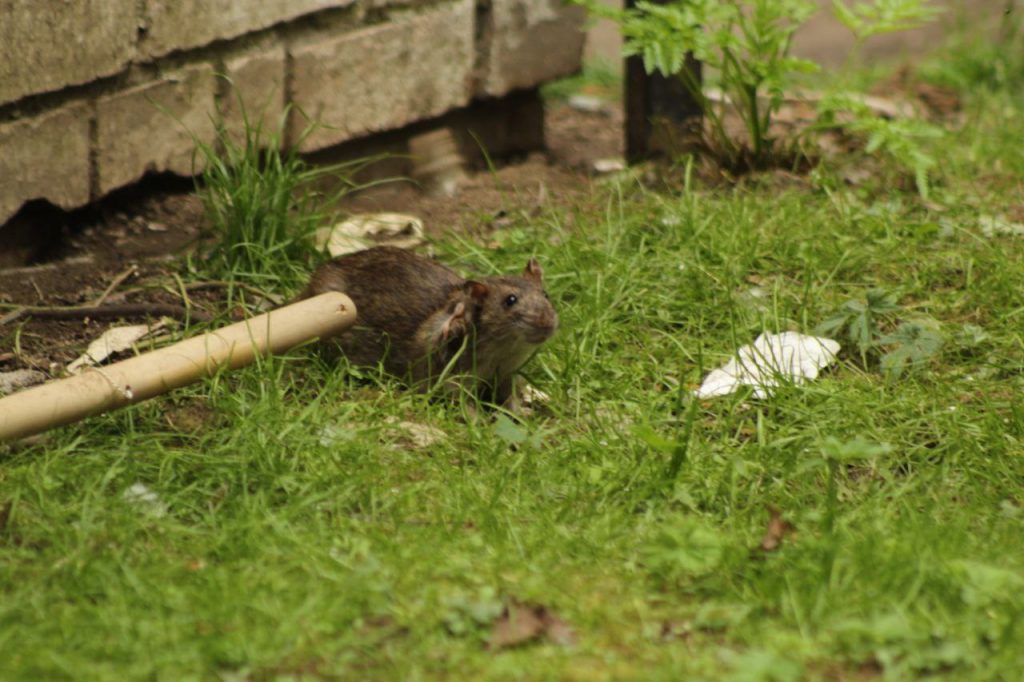 На Белоостровской у жилого дома армия крыс